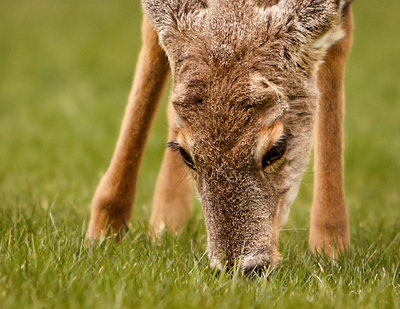 deer eyes.jpg