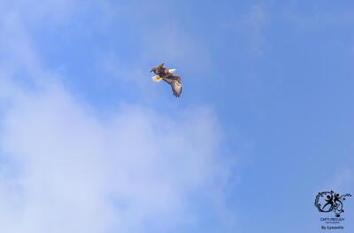 IMG_6172 blue sky eagle FB SHARE.jpg